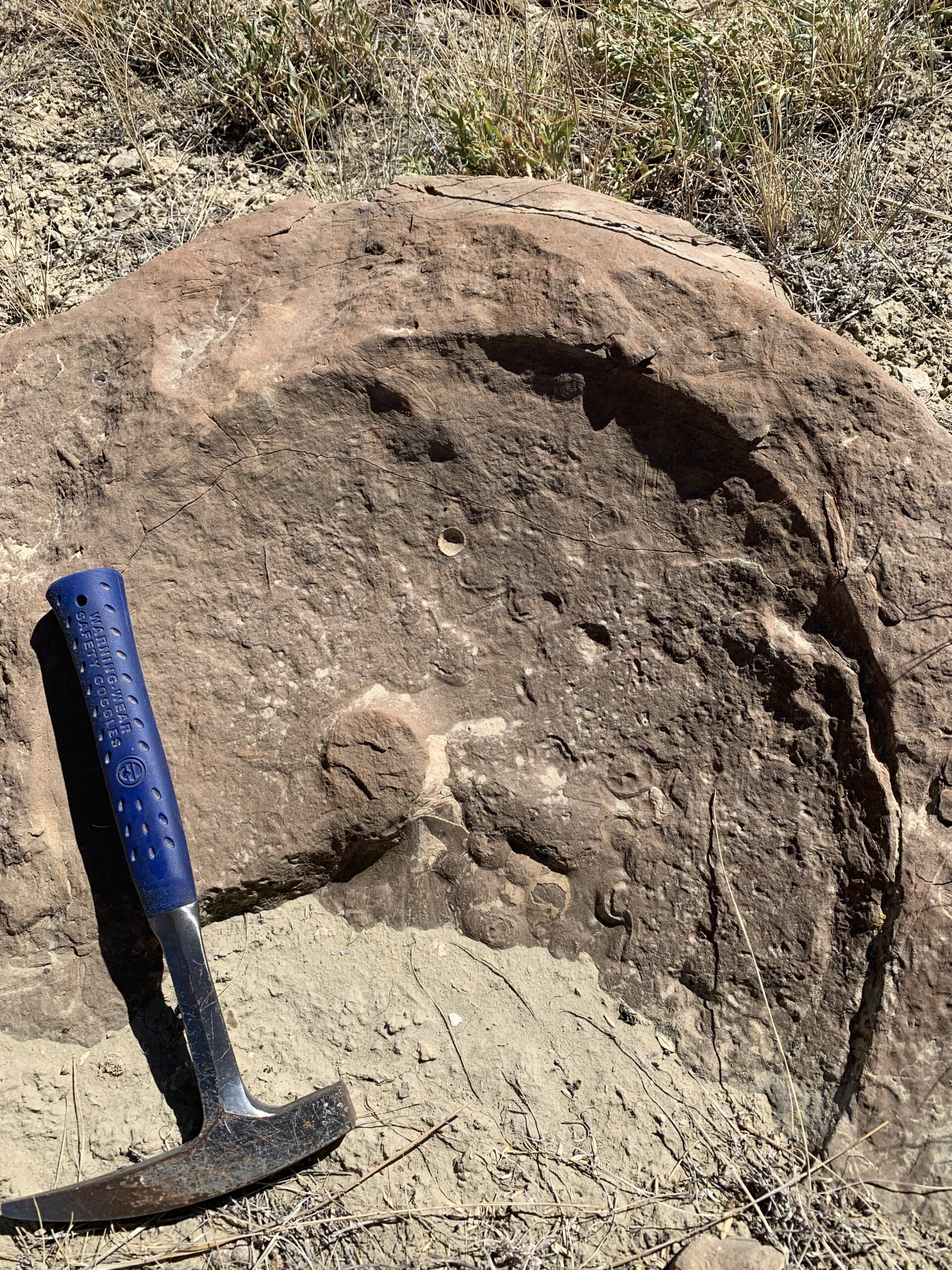 Kremmling Ammonite Site